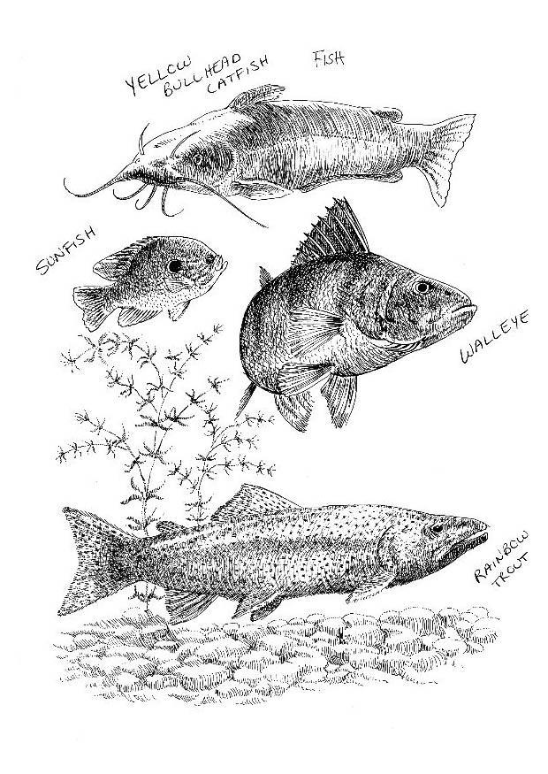 poissons Coloriage poissons