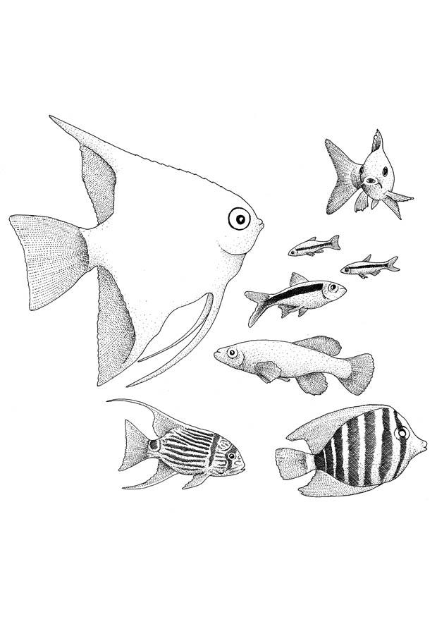 poissons Coloriage poissons