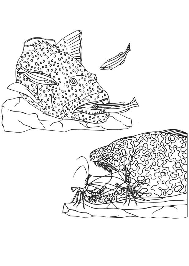 poissons et crevettes Coloriage poissons et crevettes