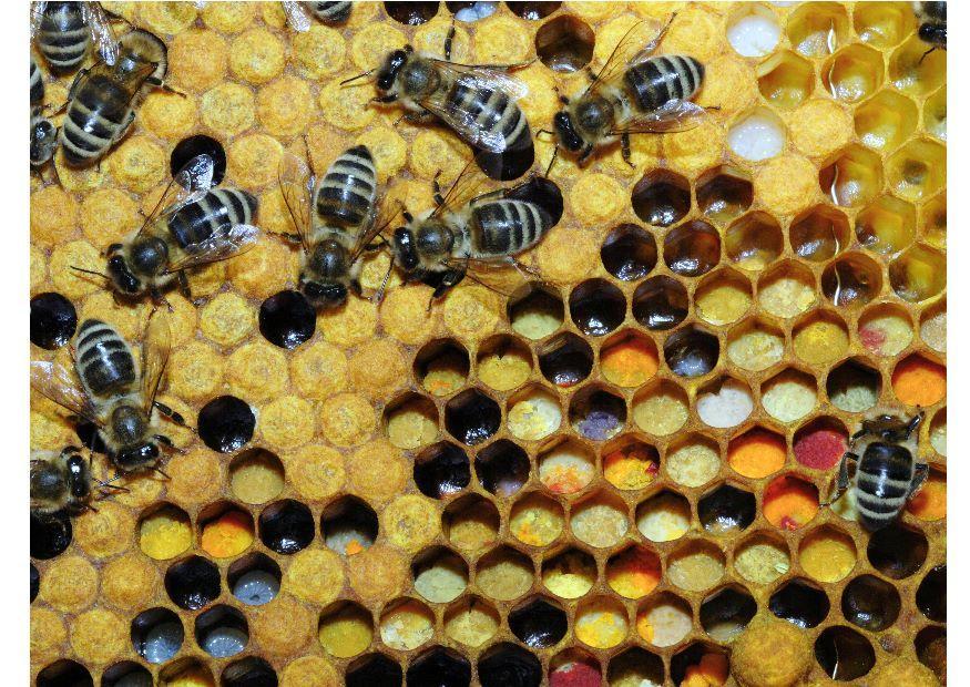 pollen Photo pollen