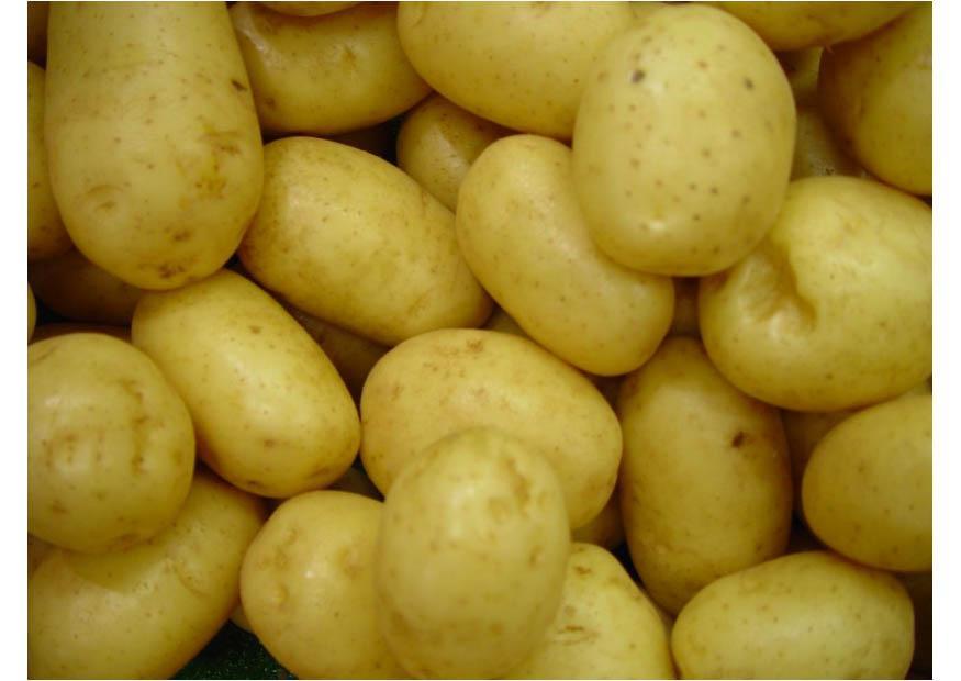 pomme de terre Photo pomme de terre