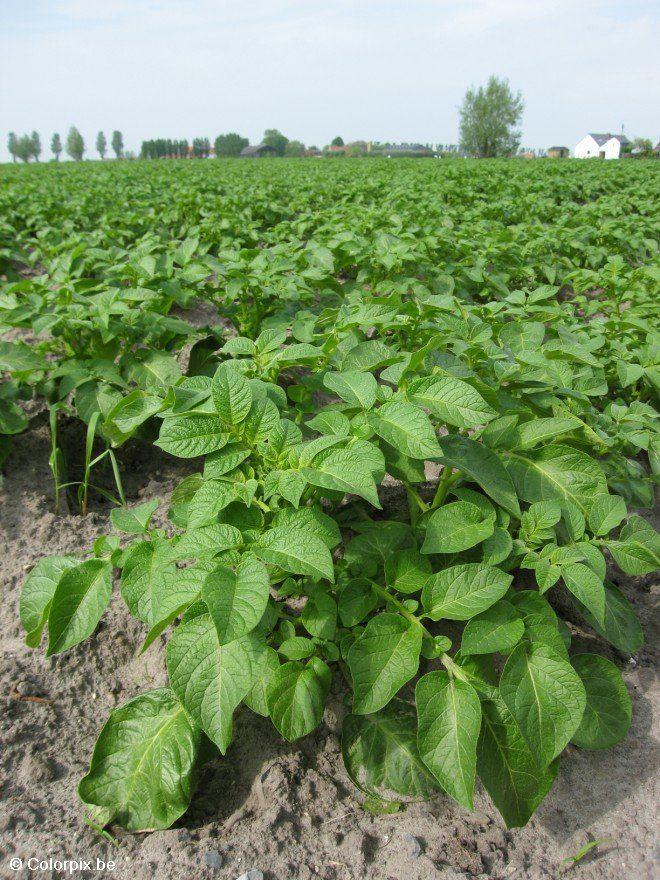 pommes de terre Photo pommes de terre