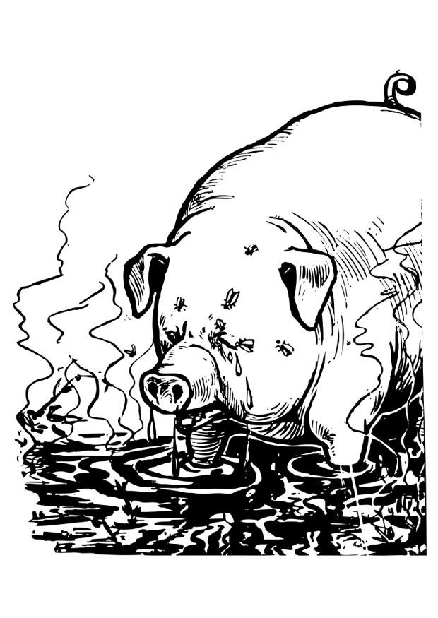porc Coloriage porc