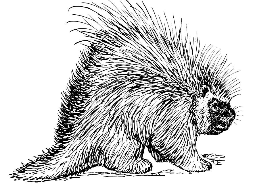 porc-A©pic Coloriage porc-A©pic