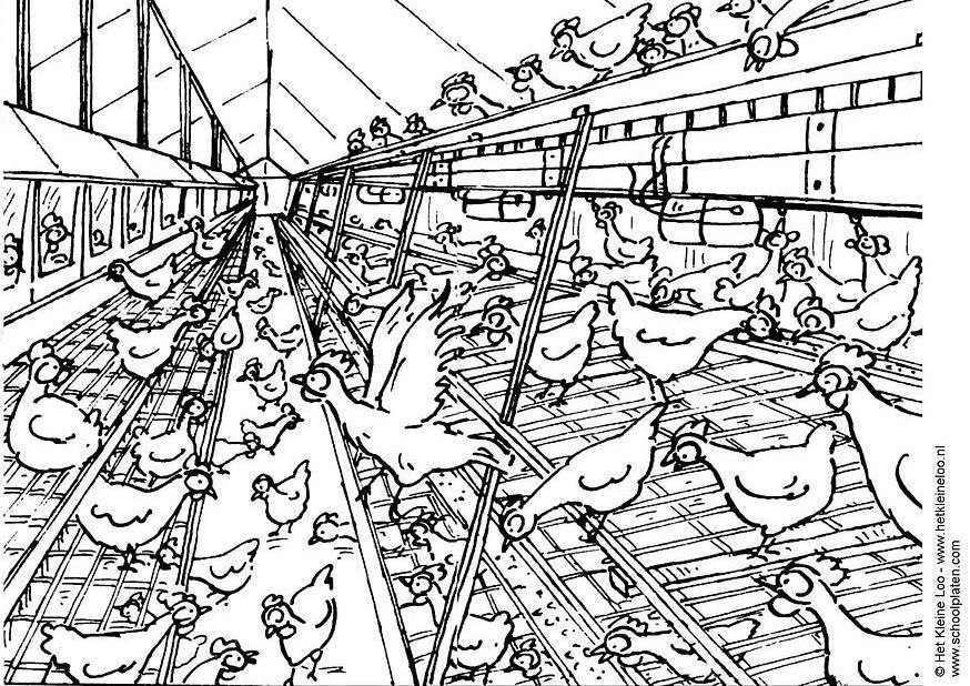 poulailler Coloriage poulailler