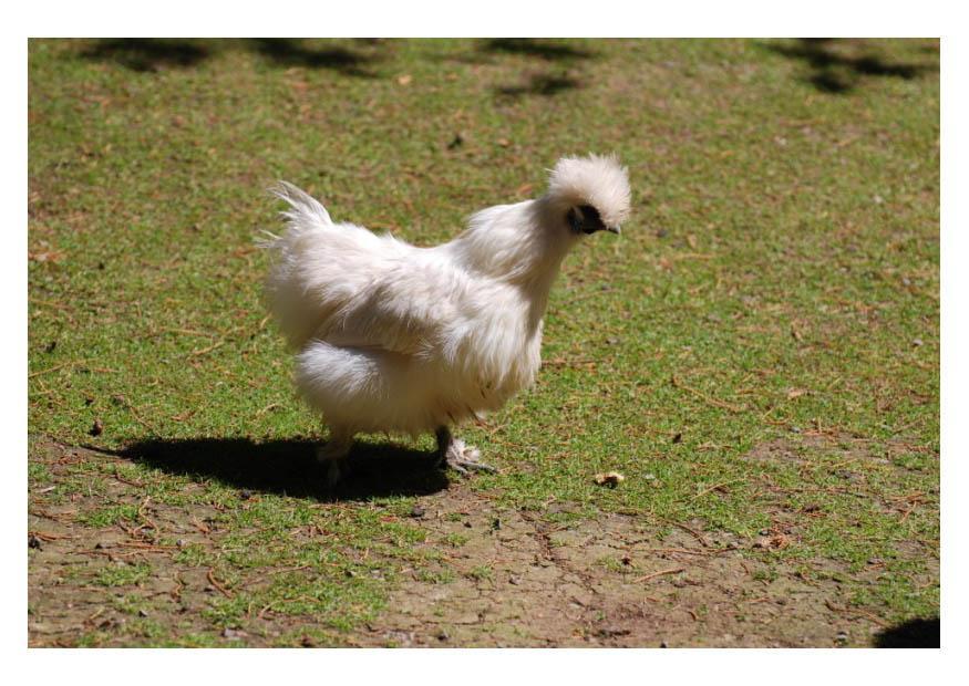 poule Photo poule