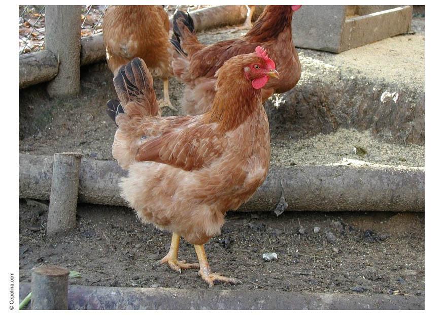 poule Photo poule