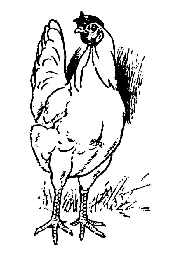 poule Coloriage poule