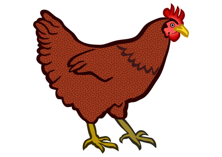 poule Image poule