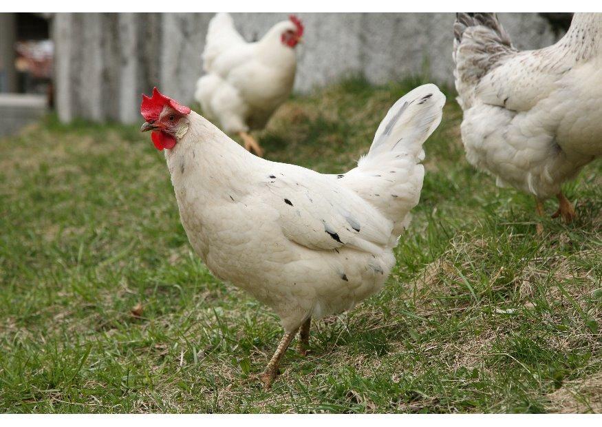 poule Photo poule