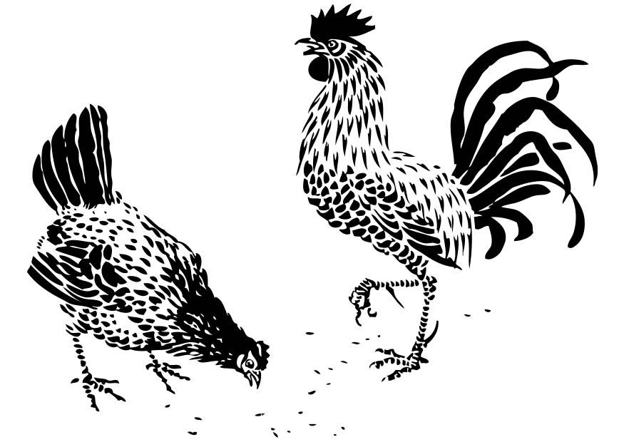 poule et coq Coloriage poule et coq