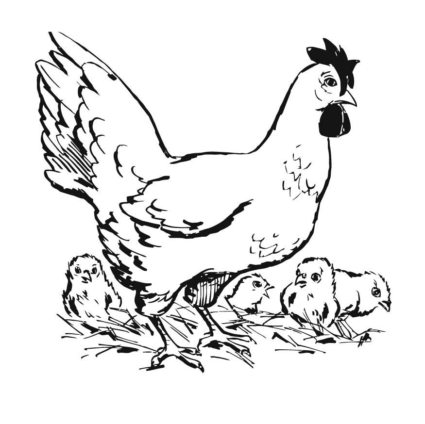 poule et ses poussins Coloriage poule et ses poussins