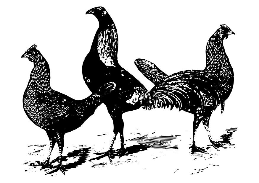 poules Coloriage poules