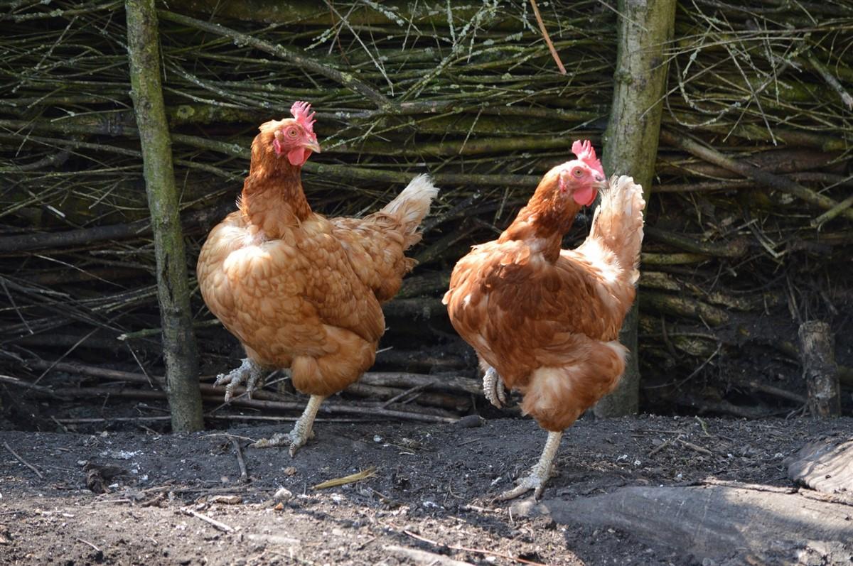 poules Photo poules