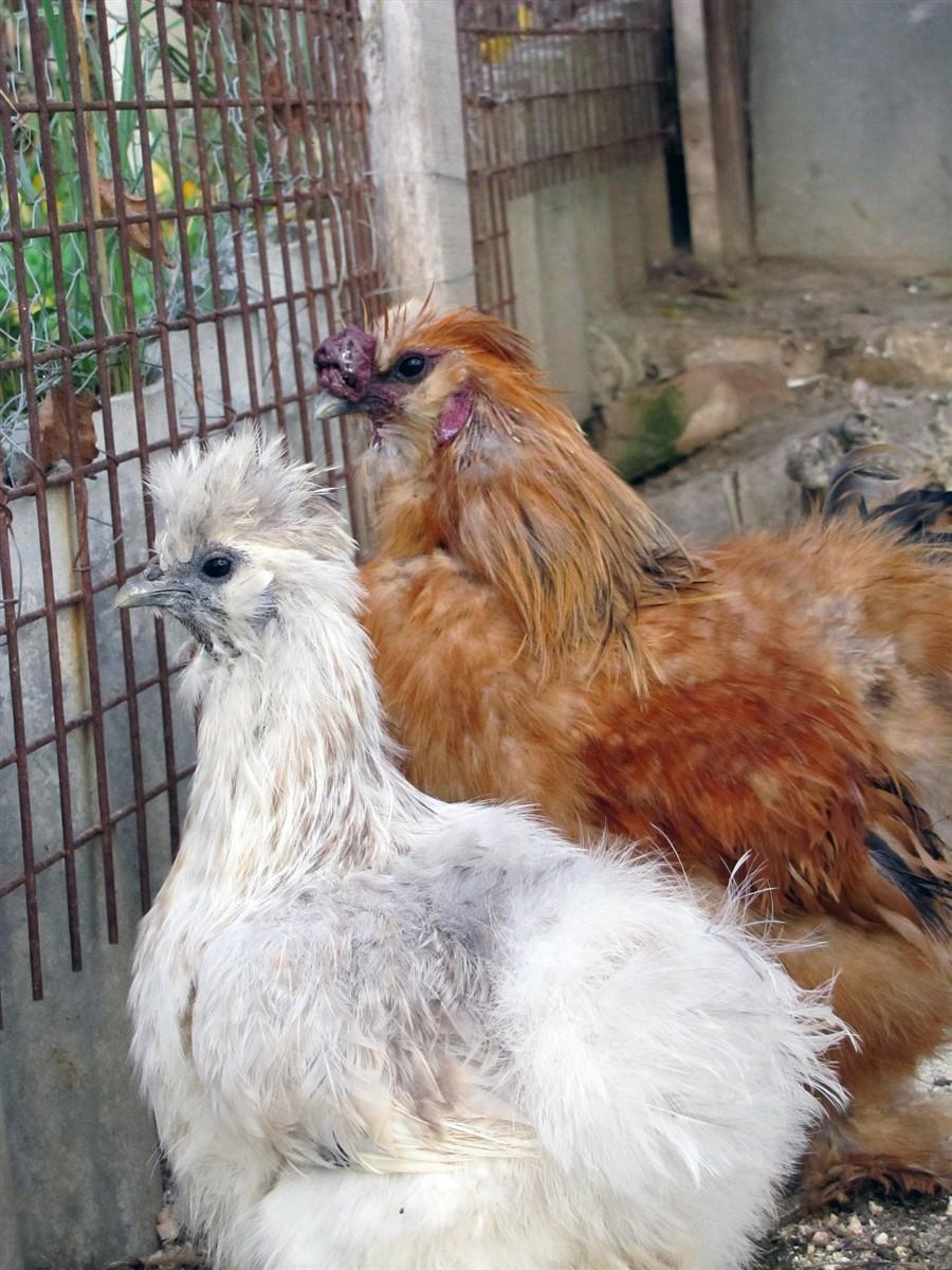 poules dexposition Photo poules dexposition