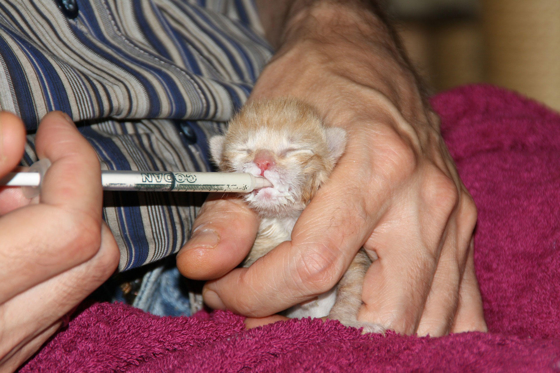 pouponniA¨re pour chatons Photo pouponniA¨re pour chatons
