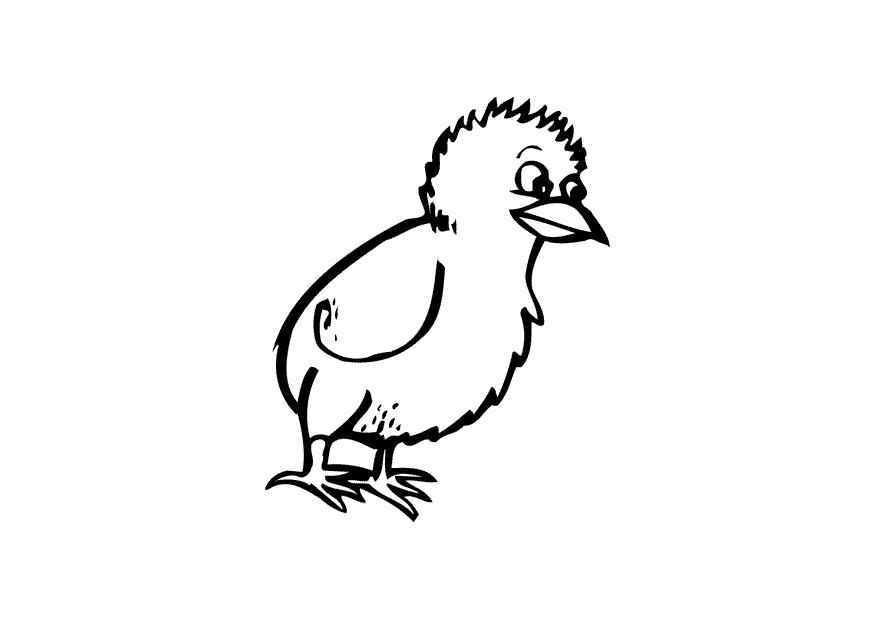 poussin Coloriage poussin