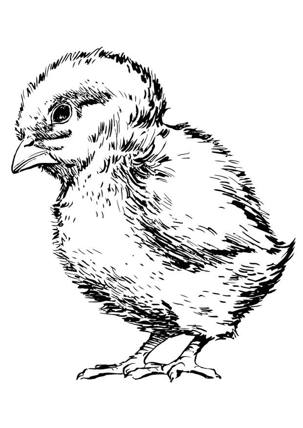 poussin Coloriage poussin