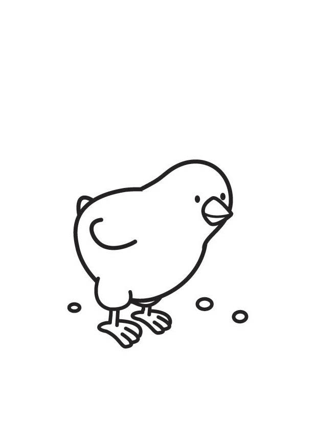 poussin Coloriage poussin