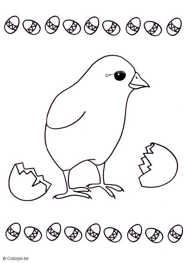 poussin Coloriage poussin