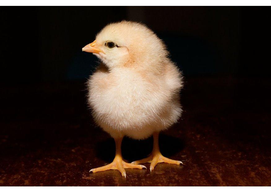 poussin Photo poussin