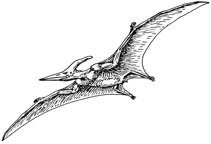 pterodacyl Coloriage pterodacyl