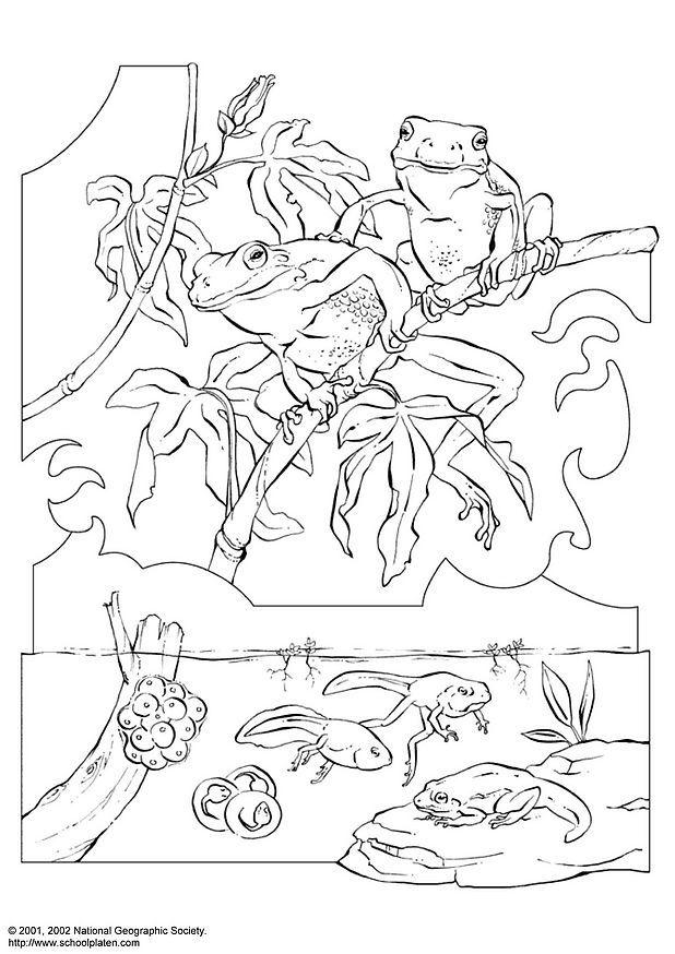 rainette Coloriage rainette