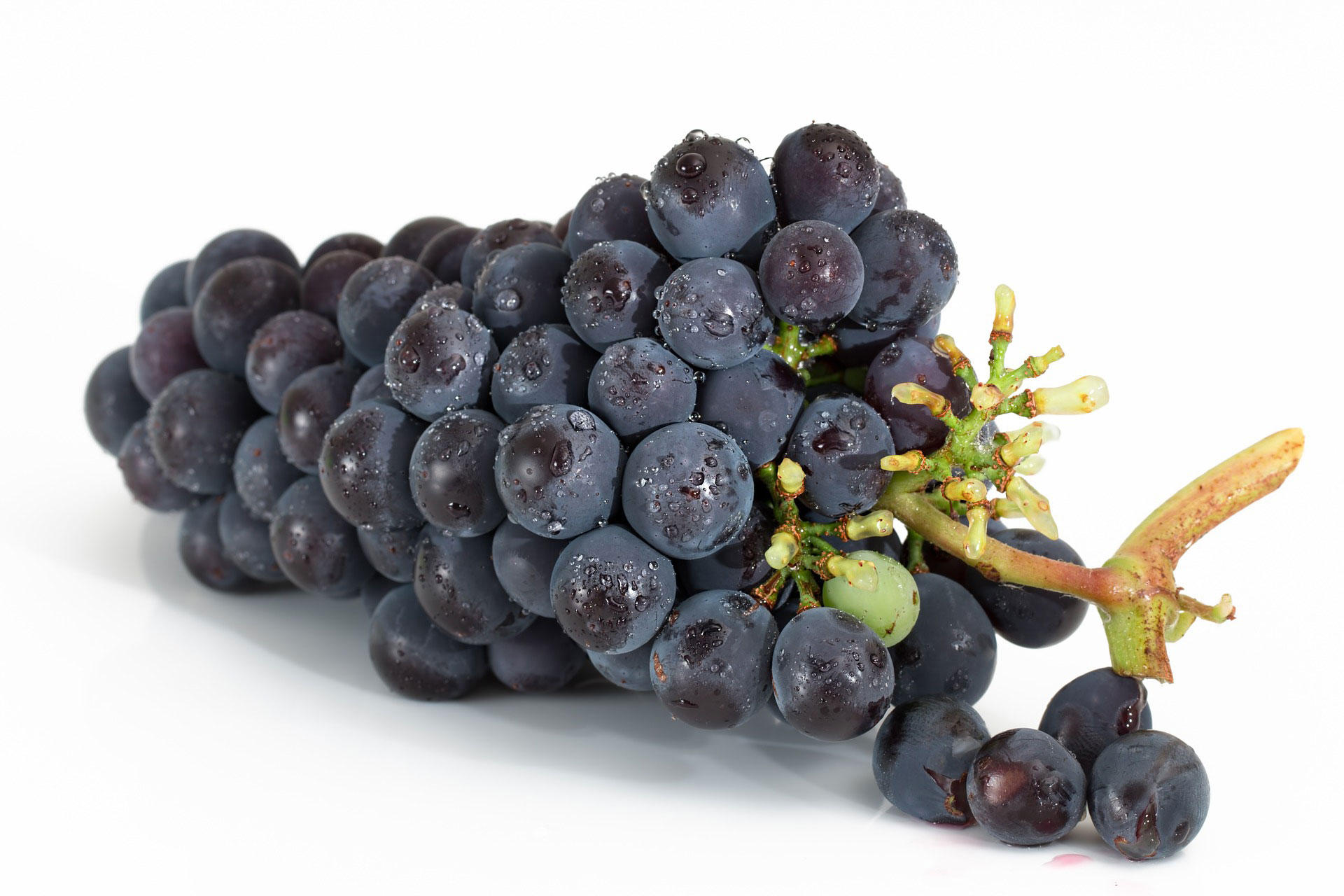 raisin Photo raisin