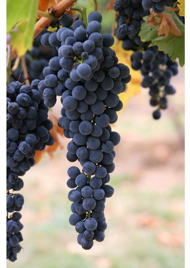 raisins Photo raisins