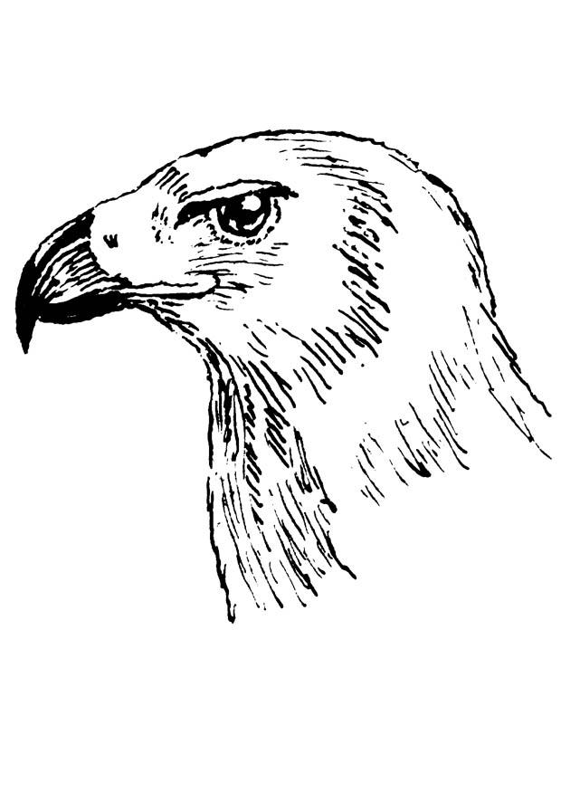 rapace Coloriage rapace