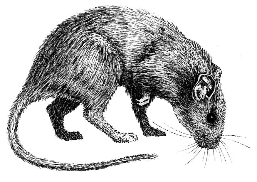 rat Coloriage rat