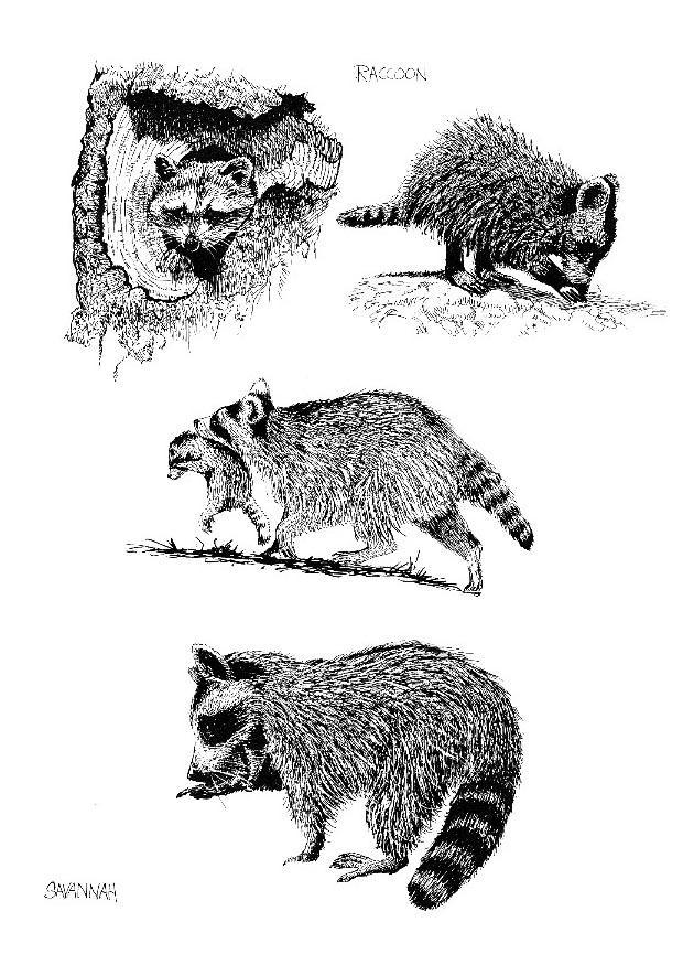 raton laveur Coloriage raton laveur
