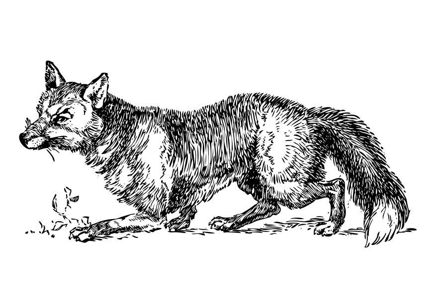 renard Coloriage renard