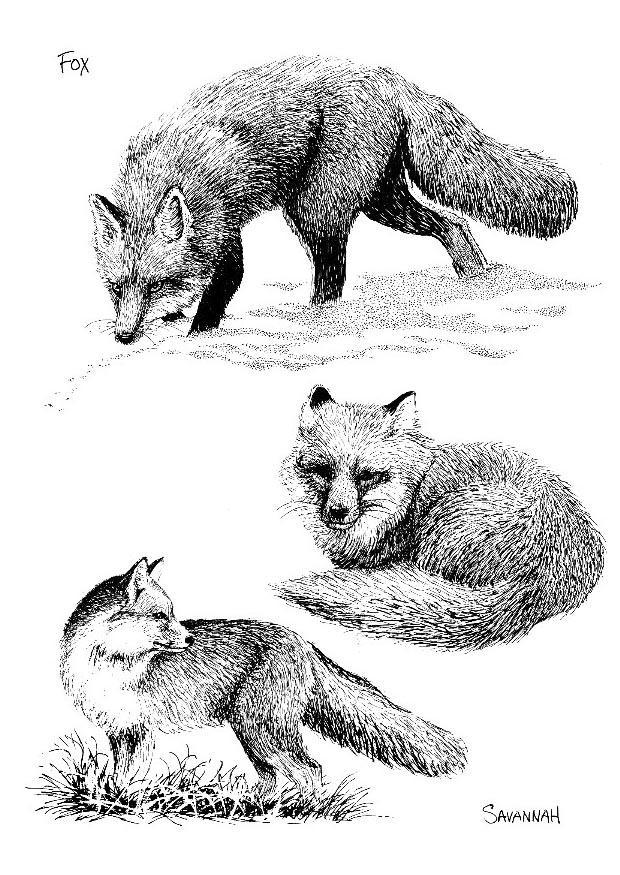 renard Coloriage renard