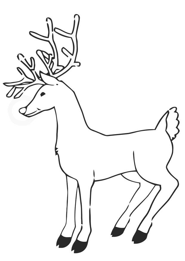 renne Coloriage renne