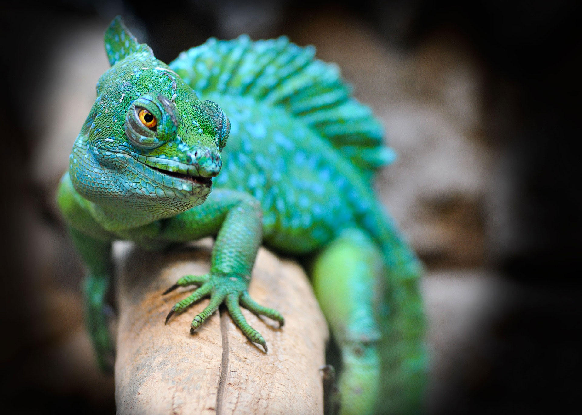 reptile Photo reptile