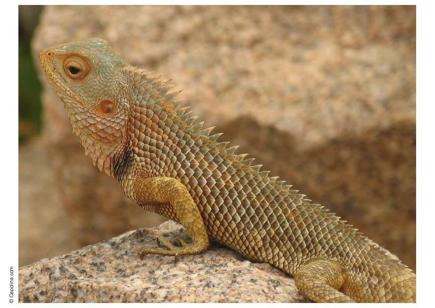 reptile Photo reptile