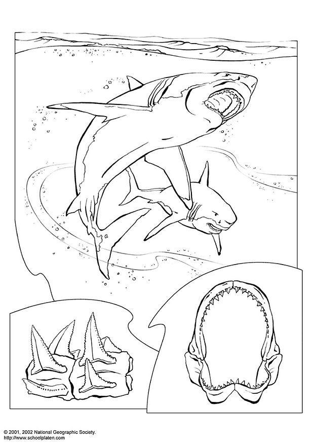 requin Coloriage requin