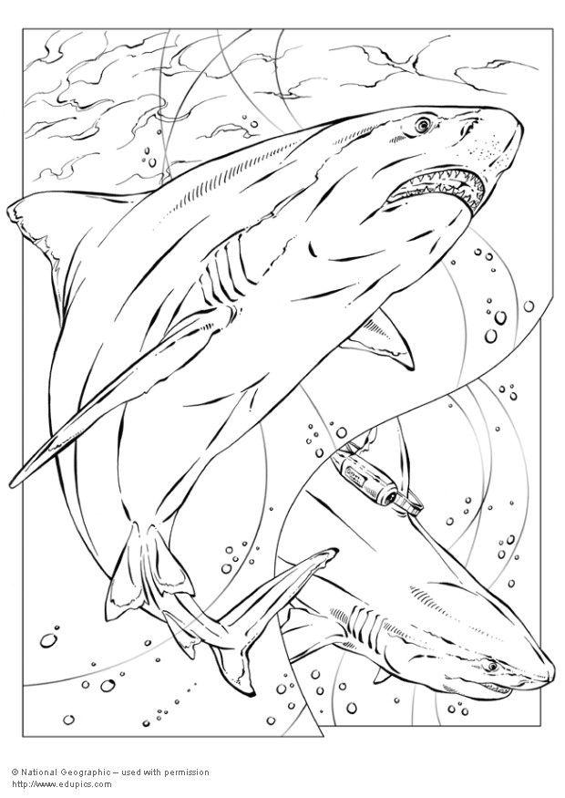 requin bouledogue Coloriage requin bouledogue
