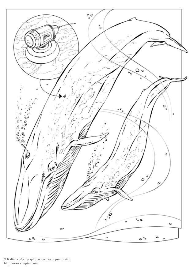 rorqual bleu Coloriage rorqual bleu