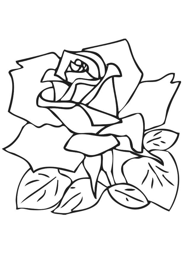 rose Coloriage rose