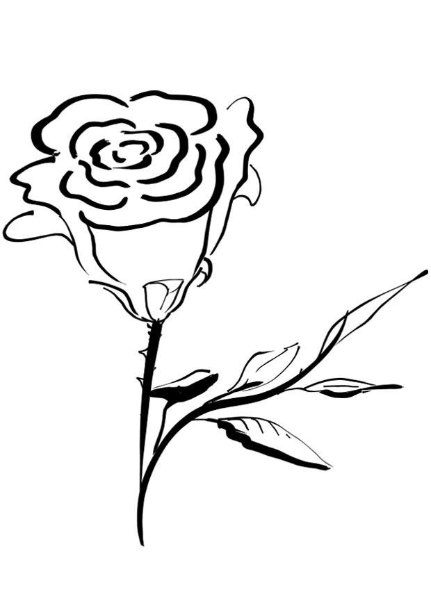 rose Coloriage rose