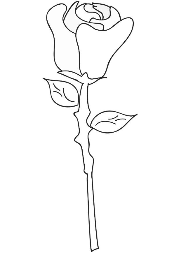 rose Coloriage rose
