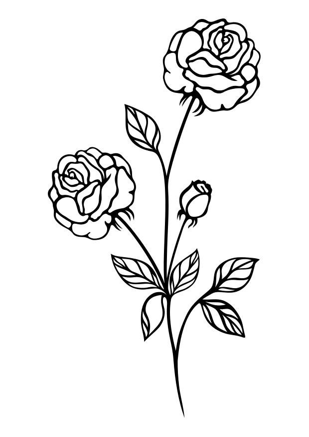 rose Coloriage rose
