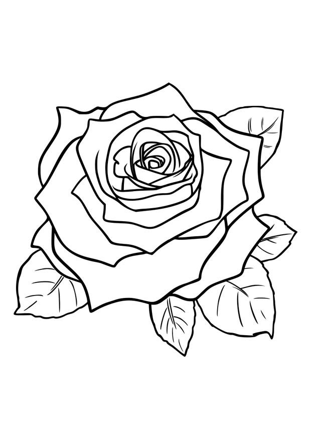 rose Coloriage rose