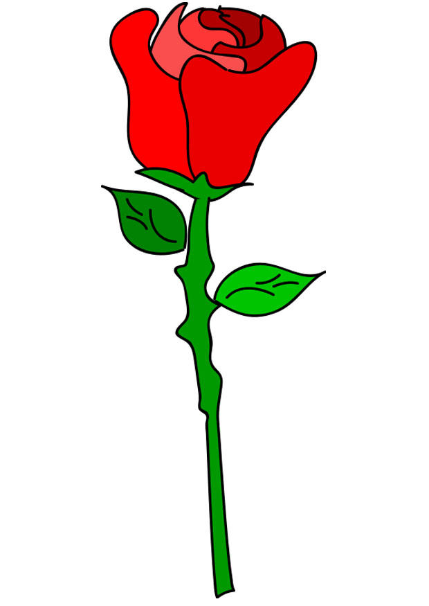 rose rouge Image rose rouge