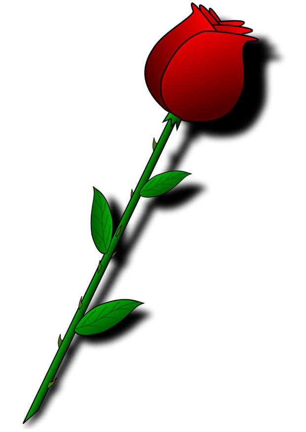 rose rouge Image rose rouge