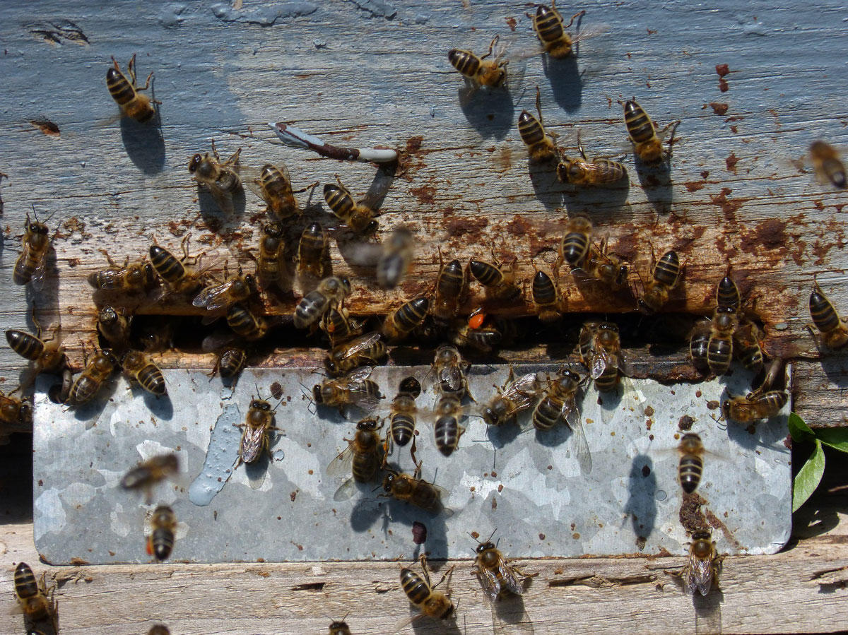 ruche A abeilles Photo ruche A abeilles