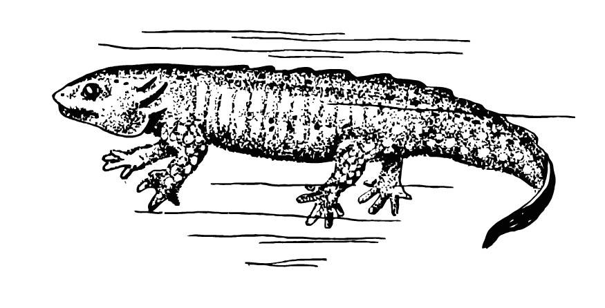 salamandre Coloriage salamandre