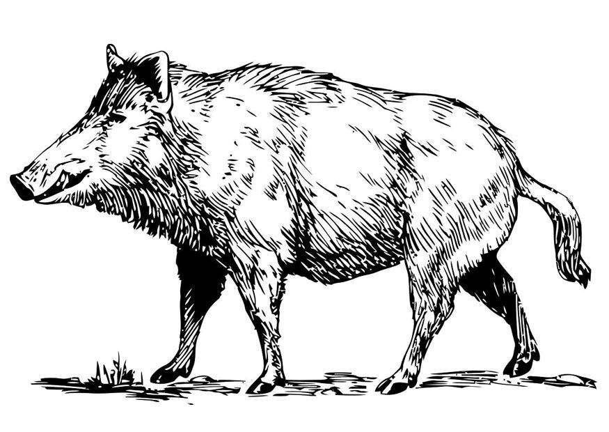 sanglier Coloriage sanglier